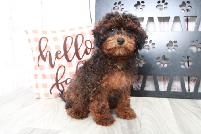 Auggie - Loyal Male Shih-Poo Puppy
