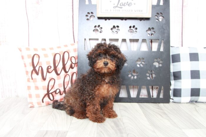 Auggie - Loyal Male Shih-Poo Puppy - Image 5