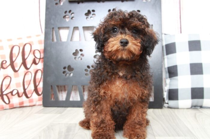Auggie - Loyal Male Shih-Poo Puppy - Image 4