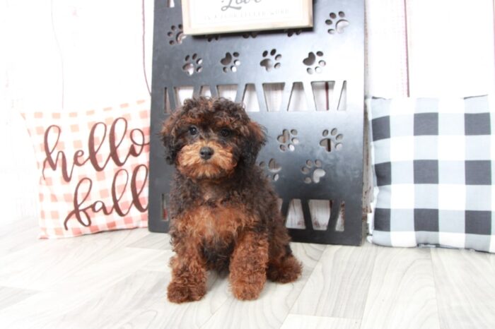 Auggie - Loyal Male Shih-Poo Puppy - Image 3