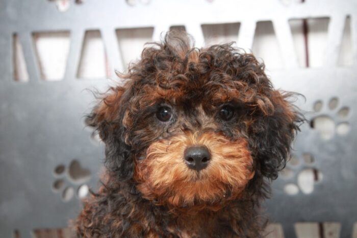 Auggie - Loyal Male Shih-Poo Puppy - Image 2