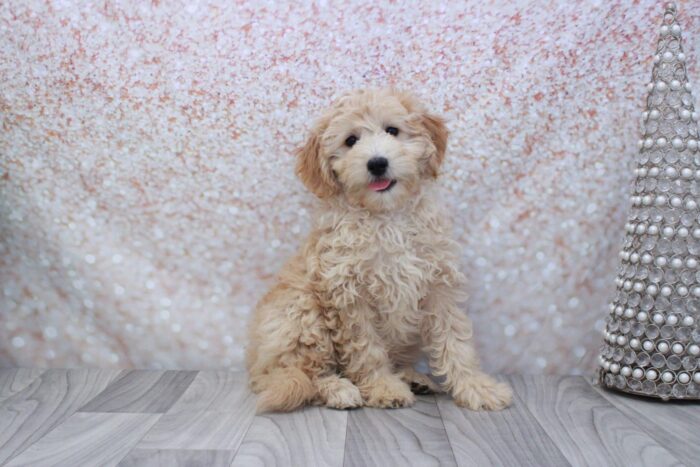 Aurora - Calm Female Mini Aussie-Poo Puppy - Image 3