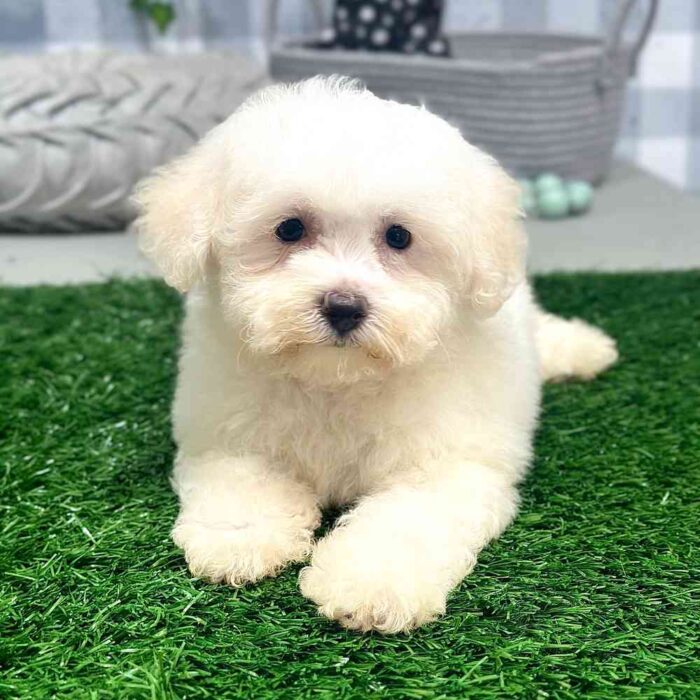 Aurora- Cheerful White Female Bichon Puppy for sale - Image 2