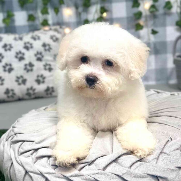 Aurora- Cheerful White Female Bichon Puppy for sale - Image 3