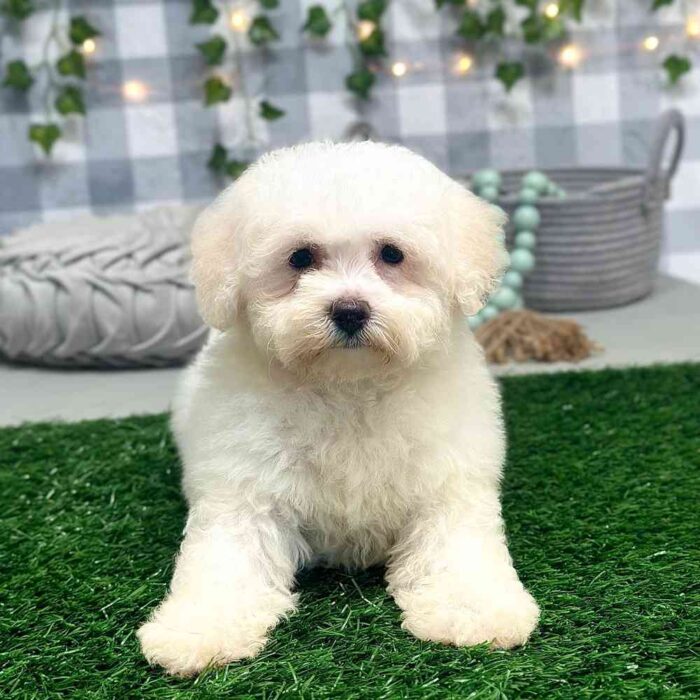 Aurora- Cheerful White Female Bichon Puppy for sale