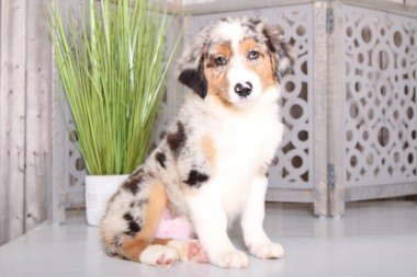 Australian Shepherd