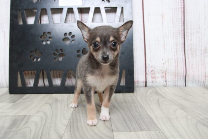 Ava - Precious Blue ACA Female Chihuahua Puppy