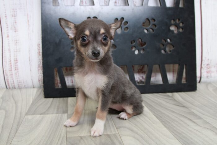 Ava - Precious Blue ACA Female Chihuahua Puppy - Image 2