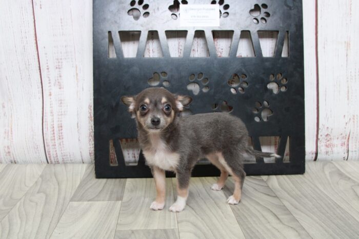 Ava - Precious Blue ACA Female Chihuahua Puppy - Image 4