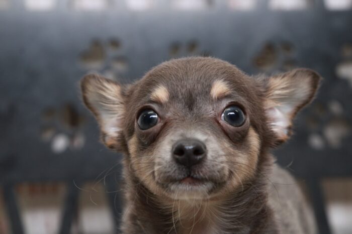 Ava - Precious Blue ACA Female Chihuahua Puppy - Image 3