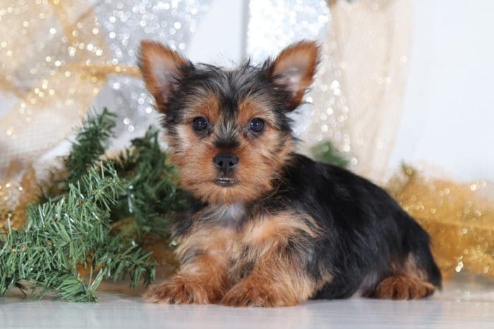 Avery- Cute Little Yorkie