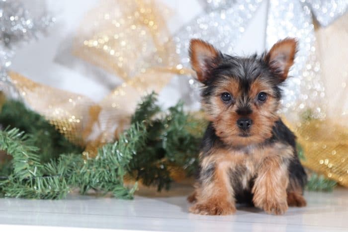 Avery- Cute Little Yorkie - Image 2