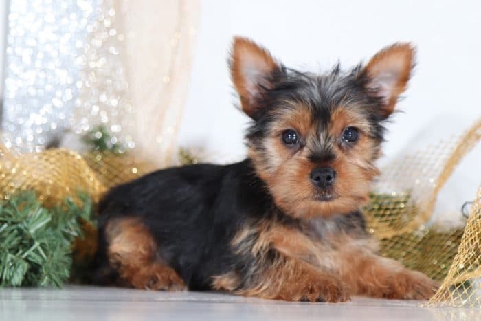 Avery- Cute Little Yorkie - Image 3