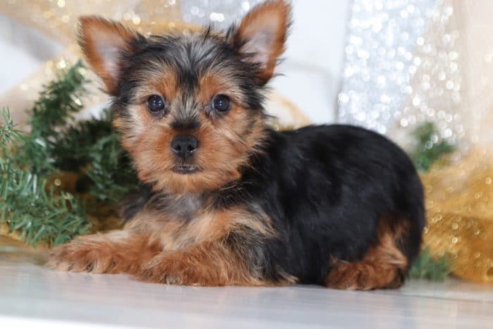 Avery- Cute Little Yorkie - Image 4