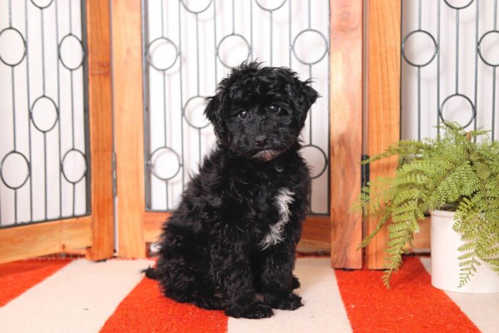 Axel - Cuddly Little Male Havapoo Puppy
