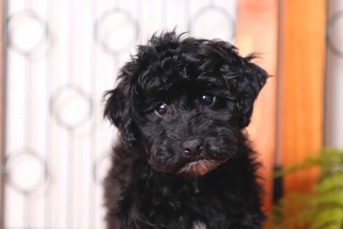 Axel - Cuddly Little Male Havapoo Puppy - Image 2