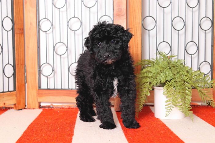 Axel - Cuddly Little Male Havapoo Puppy - Image 3