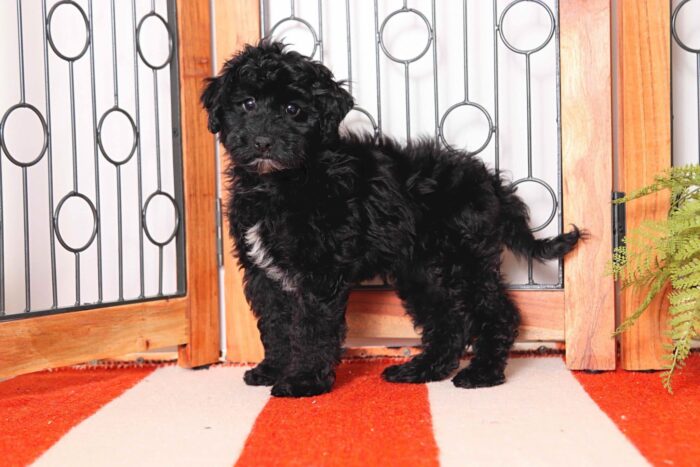 Axel - Cuddly Little Male Havapoo Puppy - Image 4