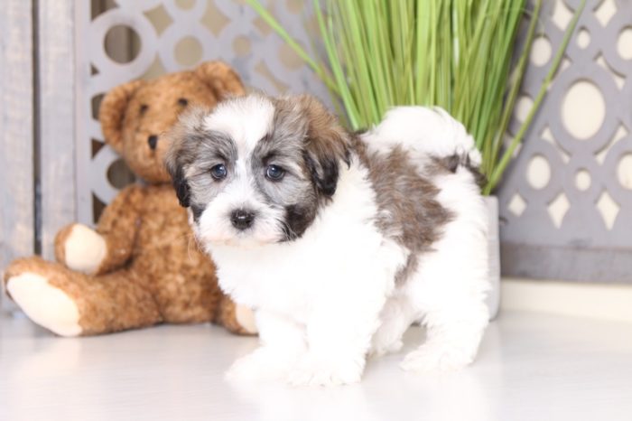 Axle - Darling Male Havanese