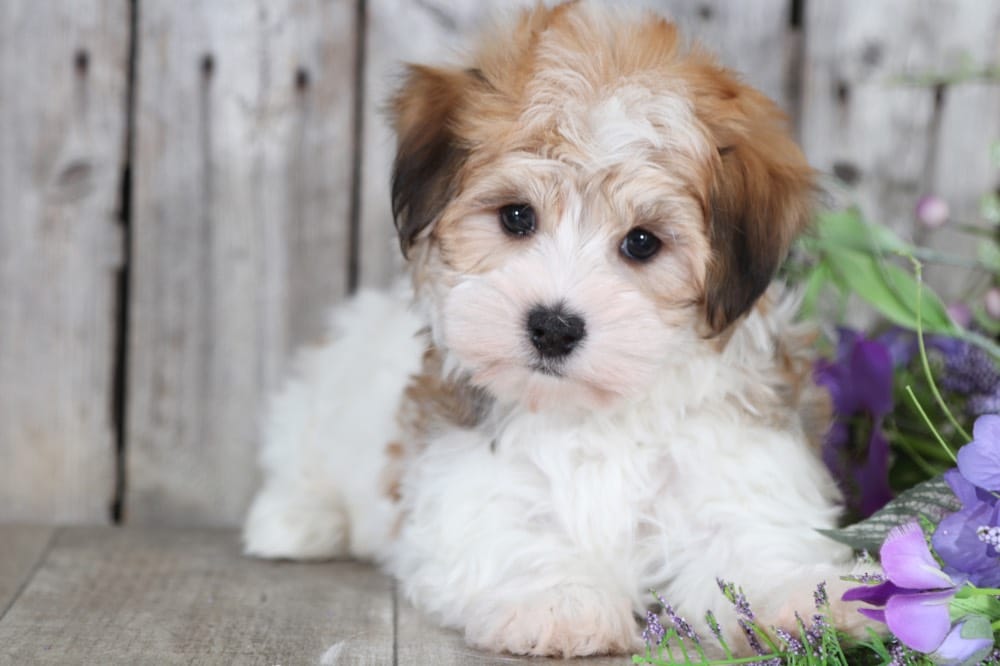 male havanese