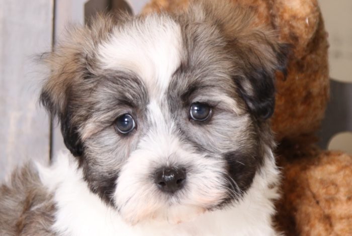 Axle - Darling Male Havanese - Image 4