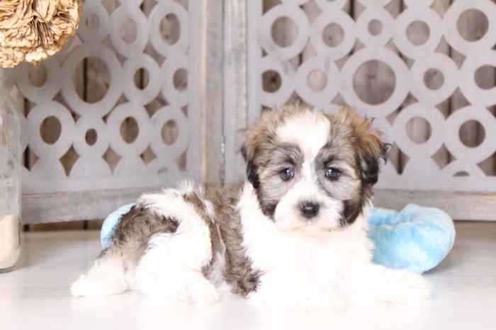 Axle - Darling Male Havanese - Image 3