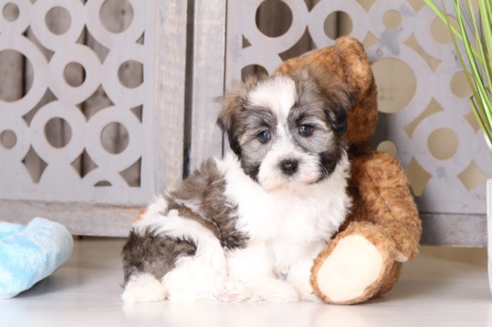 Axle - Darling Male Havanese - Image 2