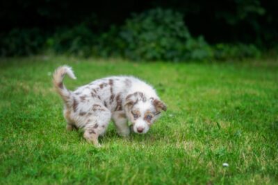 Puppy peeing