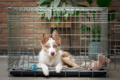 Crate training