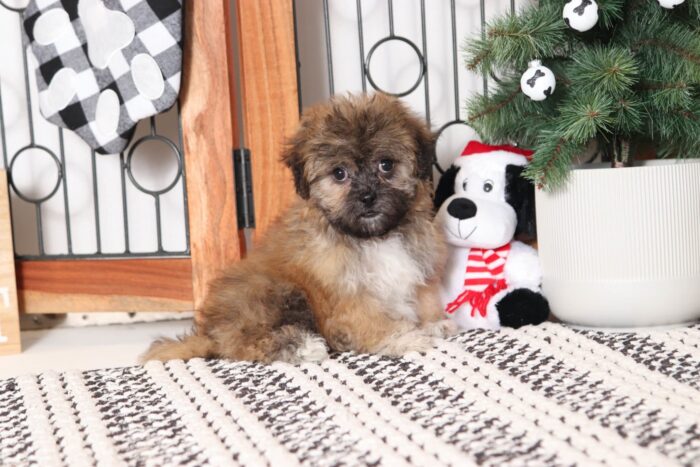 Baby - Snuggly Little Black/Tan Female Teddy Bear Puppy