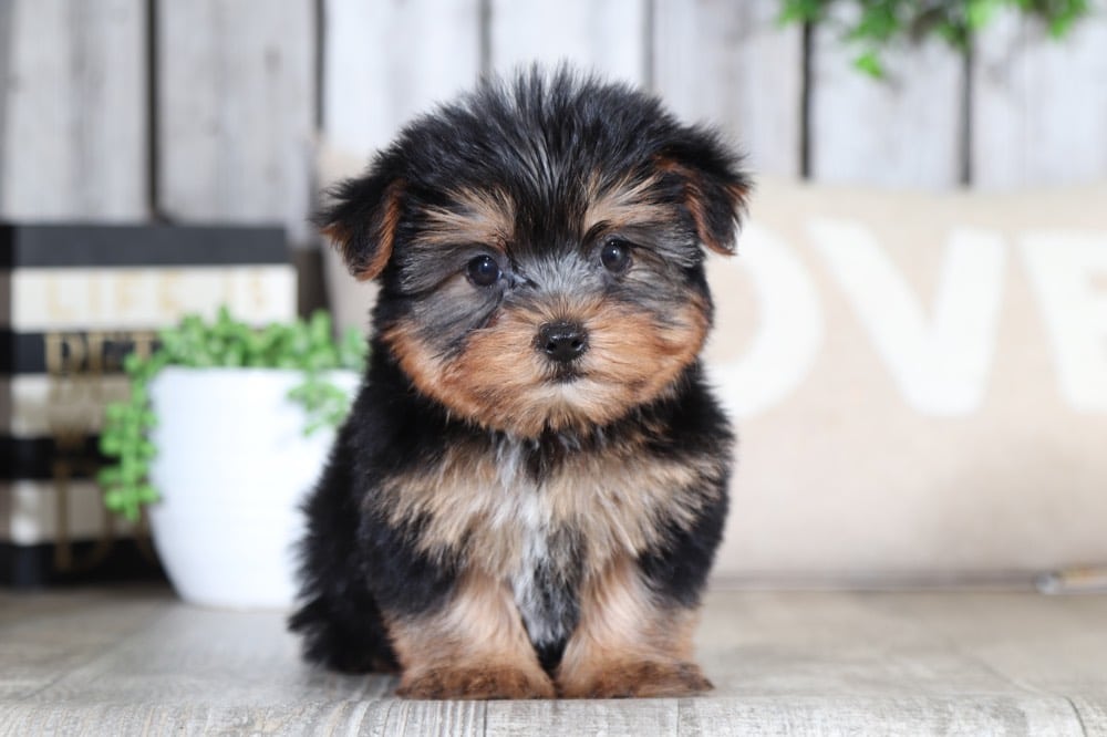 baby yorkshire terrier