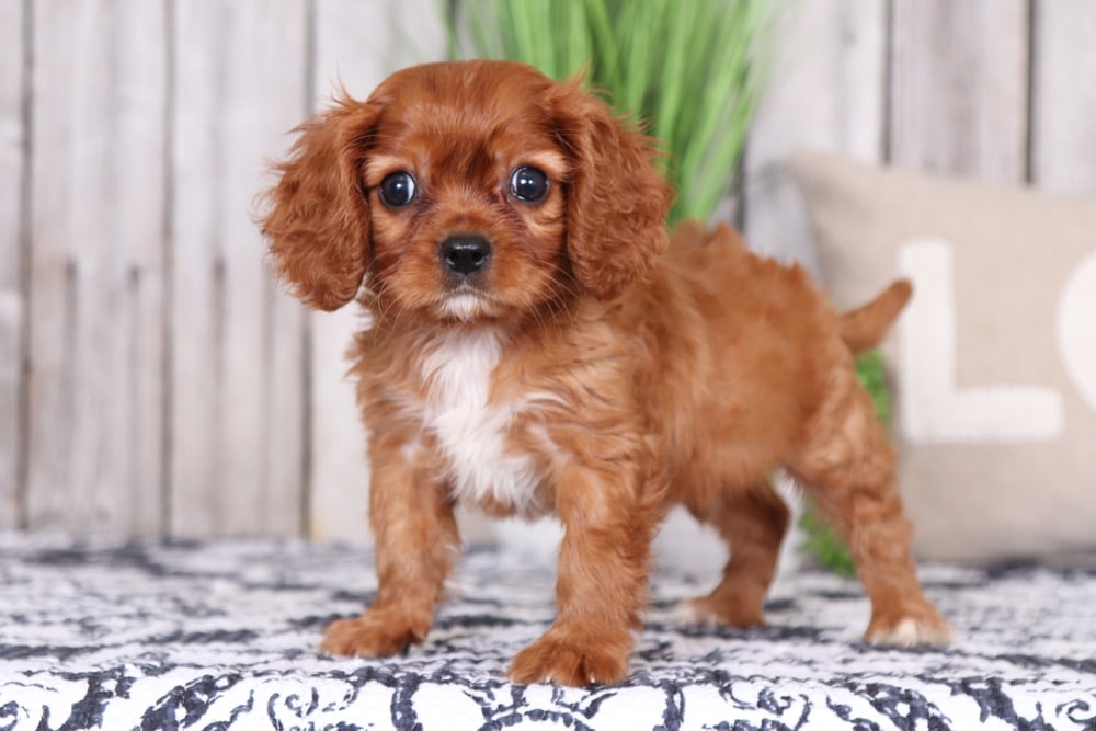 Baby Loving Ruby Cavalier King Charles Spaniel Puppies
