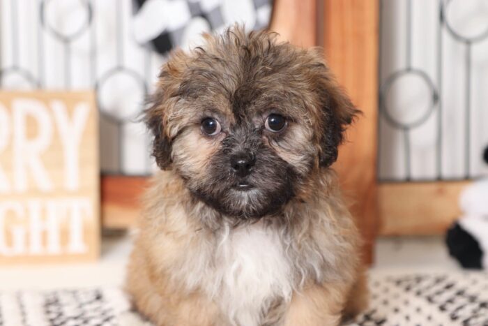 Baby - Snuggly Little Black/Tan Female Teddy Bear Puppy - Image 2