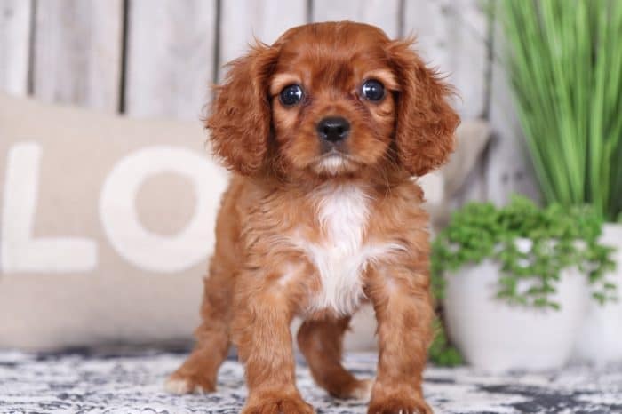 Baby - Loving Ruby Cavalier King Charles Spaniel - Image 2