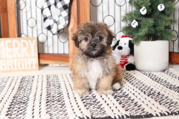 Baby - Snuggly Little Black/Tan Female Teddy Bear Puppy - Image 3