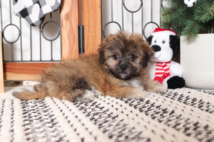Baby - Snuggly Little Black/Tan Female Teddy Bear Puppy - Image 4
