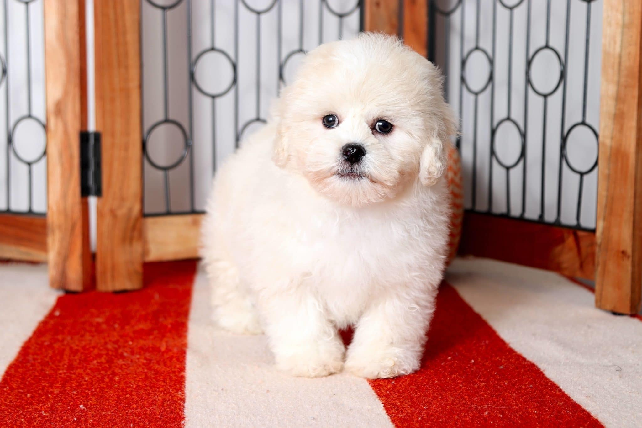 Bailey - Astounding Little Female Teddy Bear Puppy