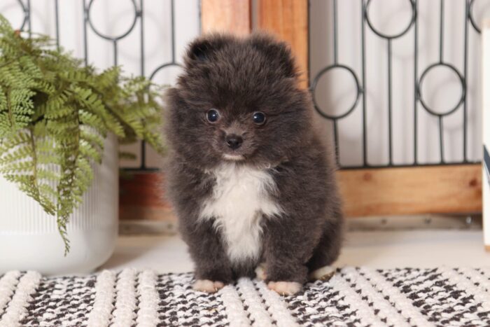 Bailey - Loving Blue AKC Female Toy Pomeranian Puppy