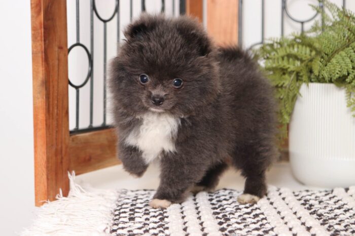 Bailey - Loving Blue AKC Female Toy Pomeranian Puppy - Image 2