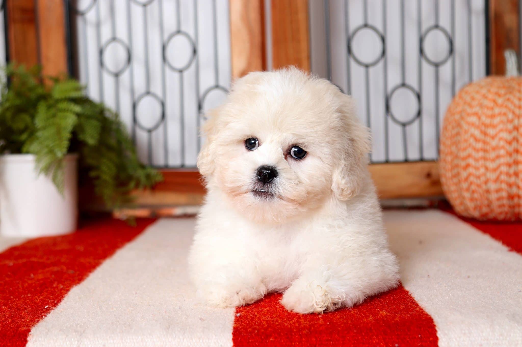 Bailey - Astounding Little Female Teddy Bear Puppy - Image 2