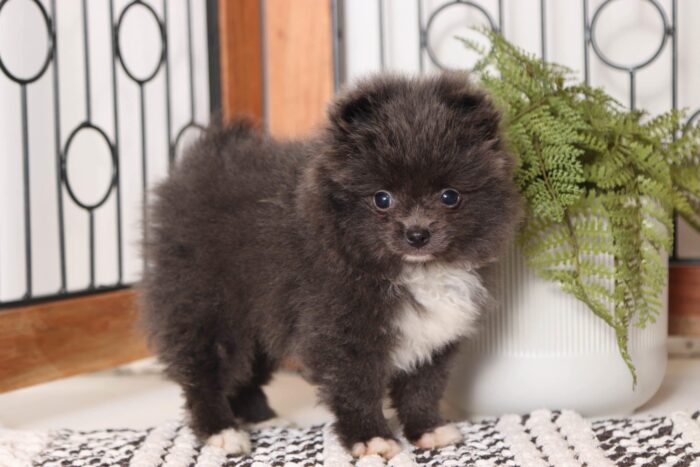 Bailey - Loving Blue AKC Female Toy Pomeranian Puppy - Image 3