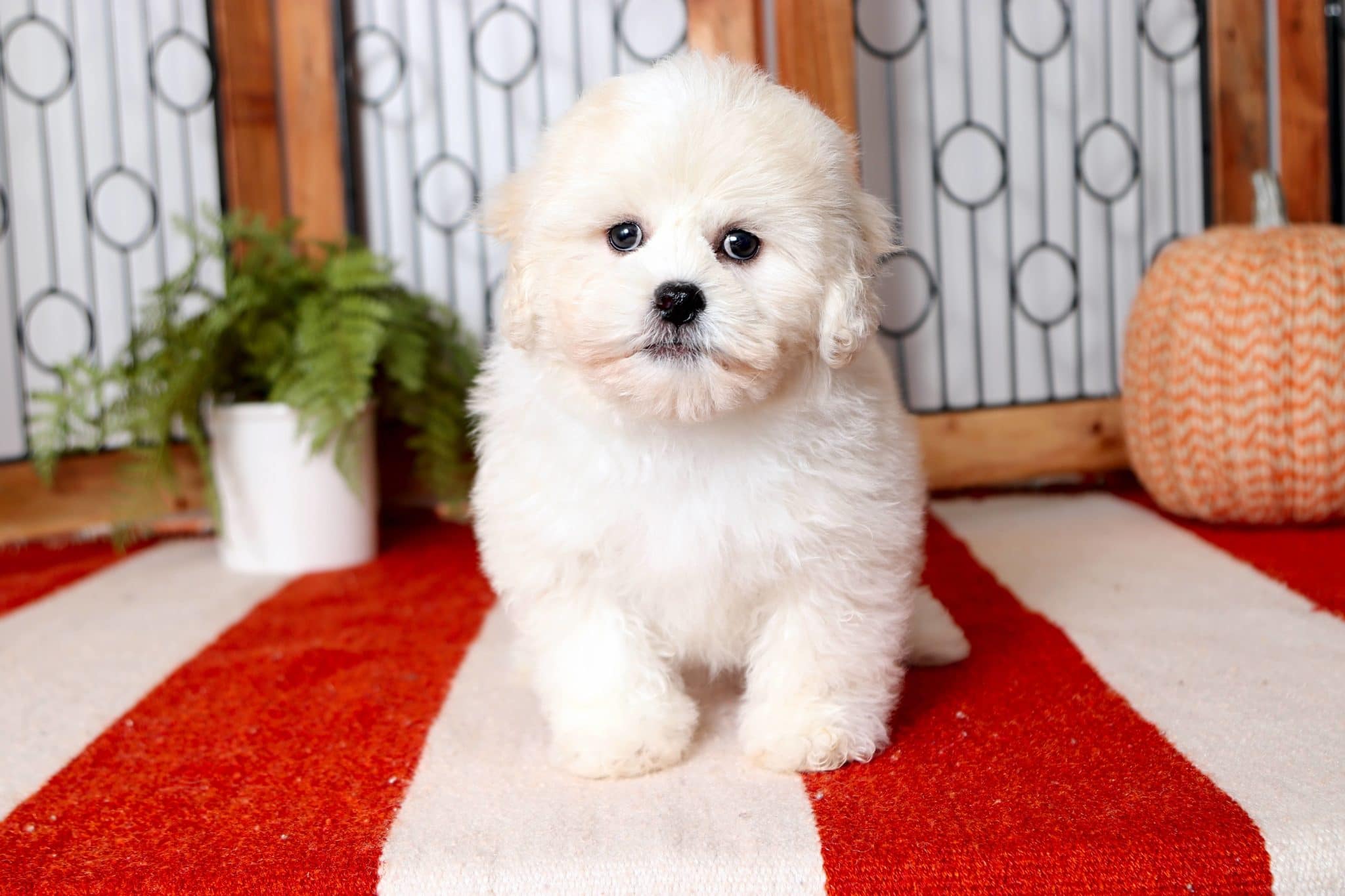 Bailey - Astounding Little Female Teddy Bear Puppy - Image 3