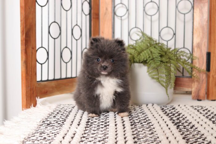 Bailey - Loving Blue AKC Female Toy Pomeranian Puppy - Image 4