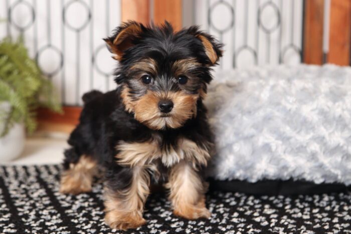 Ballard- Happy Male Toy AKC Yorkie Puppy