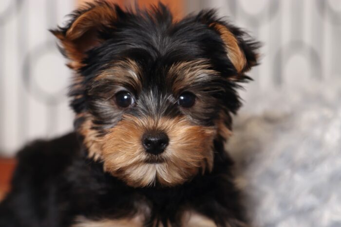 Ballard- Happy Male Toy AKC Yorkie Puppy - Image 2