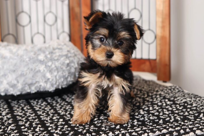 Ballard- Happy Male Toy AKC Yorkie Puppy - Image 3
