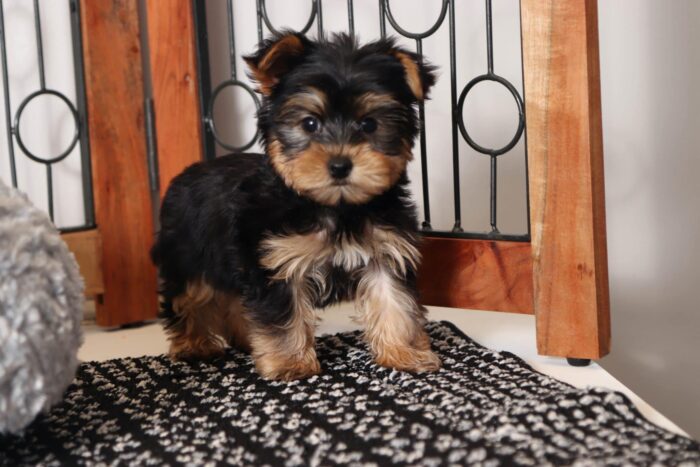 Ballard- Happy Male Toy AKC Yorkie Puppy - Image 4