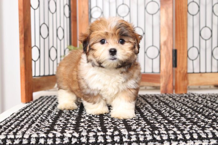 Baloo  - Great Little Male Malshi Puppy - Image 3