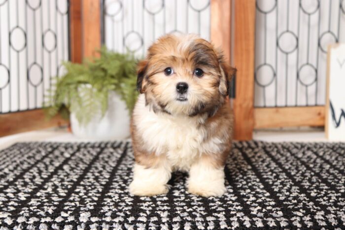 Baloo  - Great Little Male Malshi Puppy - Image 4