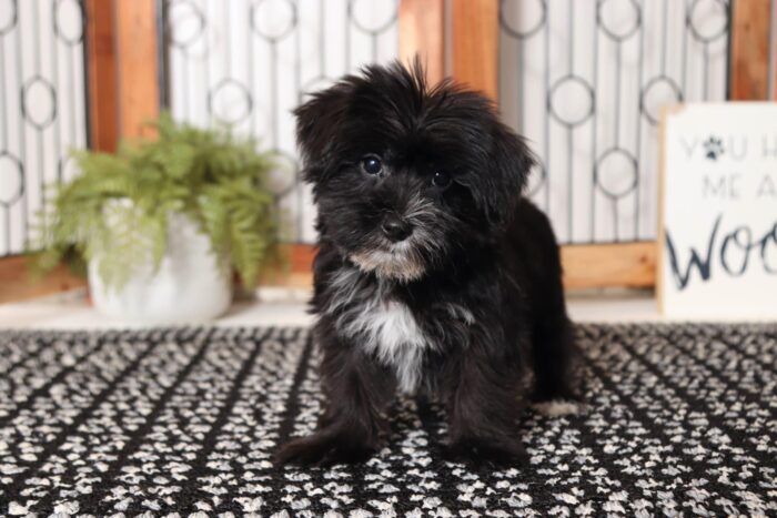 Balto - Great Little Male Morkie